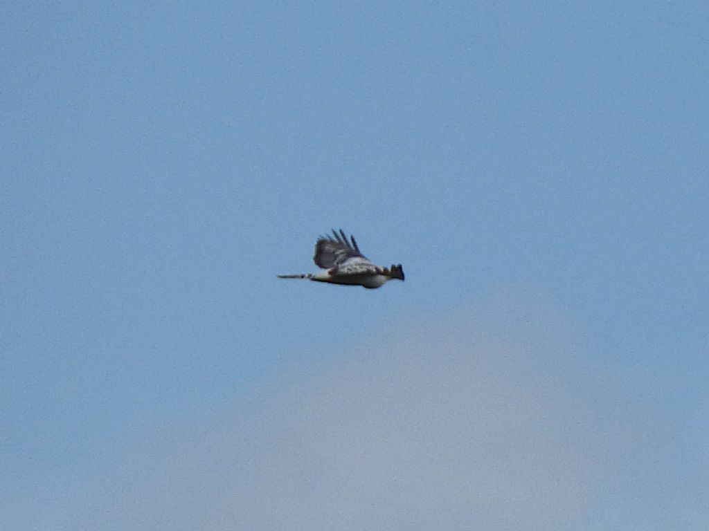 spettacolare Falco Pecchiaiolo parzialmente leucistico